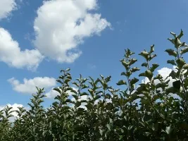 Obstbaumschule: Apfelbäume, Birnen, Pflaumen, Kirschen, Kirschen, Marillen, Pfirsiche 01
