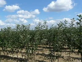 Obstbaumschule: Apfelbäume, Birnen, Pflaumen, Kirschen, Kirschen, Marillen, Pfirsiche 02