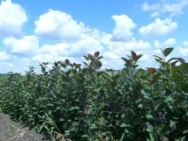 Obstbaumschule: Apfelbäume, Birnen, Pflaumen, Kirschen, Kirschen, Marillen, Pfirsiche 03