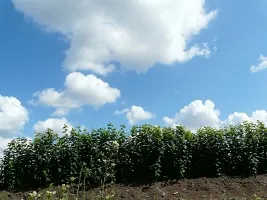 Obstbaumschule: Apfelbäume, Birnen, Pflaumen, Kirschen, Kirschen, Marillen, Pfirsiche 04