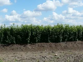 Baumschule für Obstbäume: Apfelbäume, Birnen, Pflaumen, Kirschen, Kirschen, Aprikosen, Pfirsiche 07