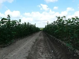 Obstbaumschule: Apfelbäume, Birnen, Pflaumen, Kirschen, Kirschen, Aprikosen, Pfirsiche 10