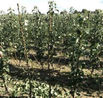 Obstbaumschule: Apfelbäume, Birnen, Pflaumen, Kirschen, Kirschen, Aprikosen, Pfirsiche 12