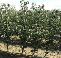 Obstbaumschule: Apfelbäume, Birnen, Pflaumen, Kirschen, Kirschen, Marillen, Pfirsiche 13